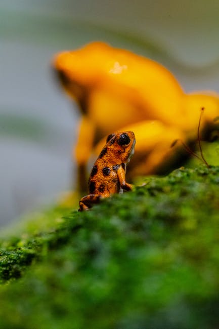 A close-up image of a small, orange-brown frog with black spots on its back, positioned on a textured green surface, likely leaf or moss. In the background, there are partially visible yellow objects that appear to be plastic or packaging materials, suggesting a packaging or moving context. The scene is indoors or in a shaded area with soft, diffused lighting. The frog is the main focus, with shallow depth of field rendering the background slightly blurred. The detailed texture of the frog’s skin and the surrounding environment supports the theme of careful handling and packing during a house relocation, as seen in professional removals services such as those offered by Man with Van St Helier.